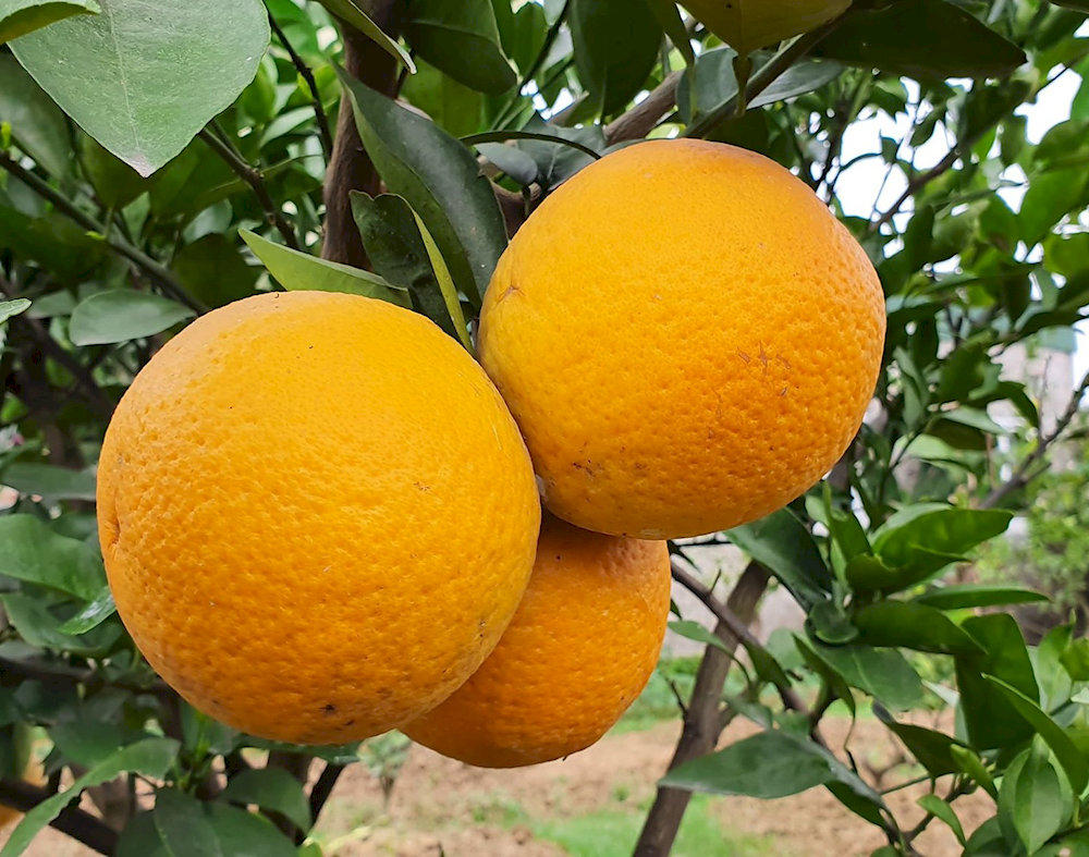Cam Xã Đoài 